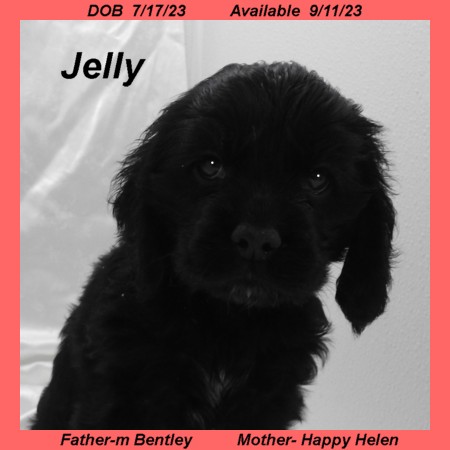 puppy, for, sale, Cocker Spaniel, Joe & Cherri  Overlease, dog, breeder, Miller, MO, dog-breeder, puppy-for-sale, forsale, nearby, find, puppyfind, locator, puppylocator, aca